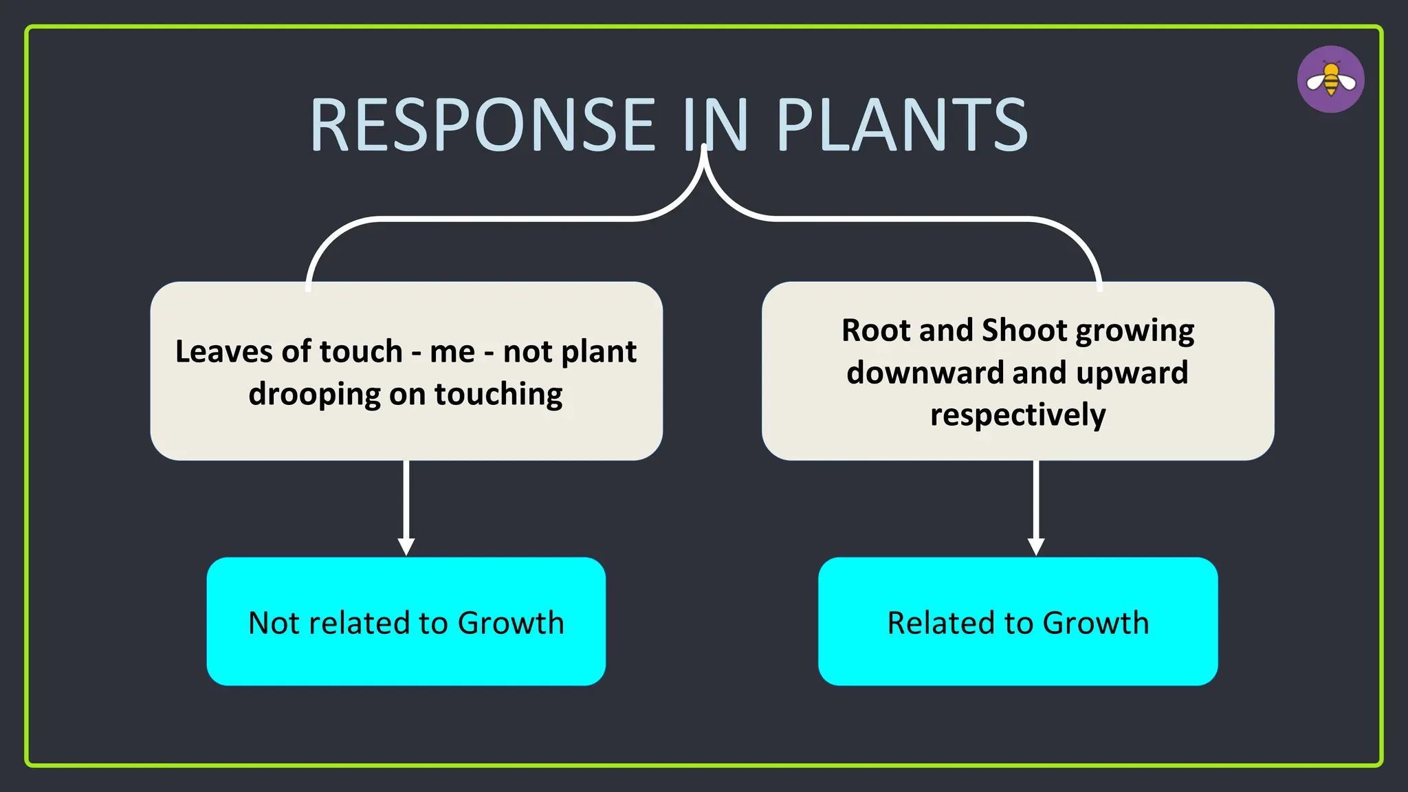 RESPONSE IN PLANTS
Leaves of touch - me - not plant
drooping on touching
Root and Shoot growing
downward and upward
respectively
Not related to Growth Related to Growth
 