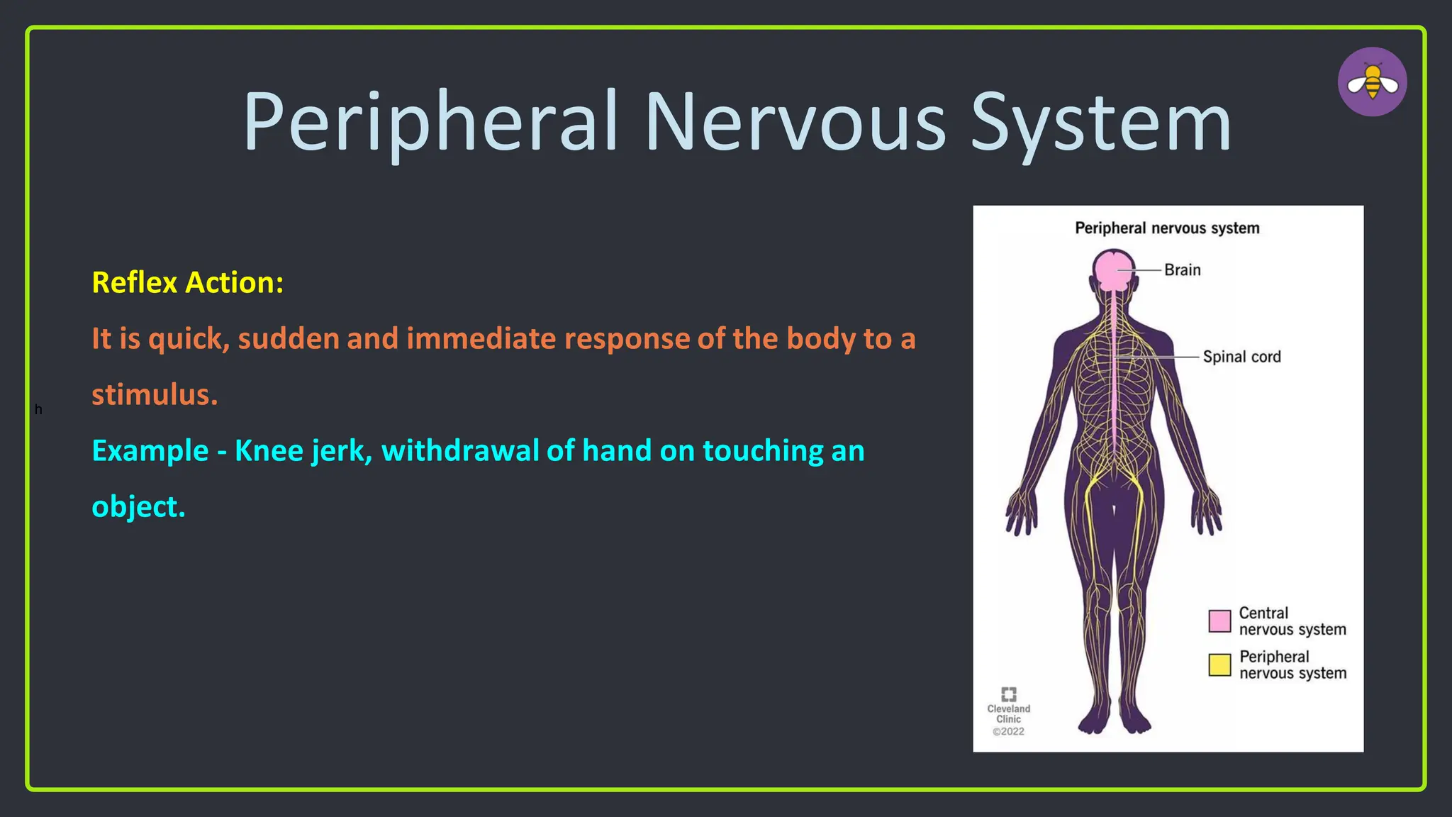 Peripheral Nervous System
Reflex Action:
It is quick, sudden and immediate response of the body to a
stimulus.
Example - Knee jerk, withdrawal of hand on touching an
object.
h
 
