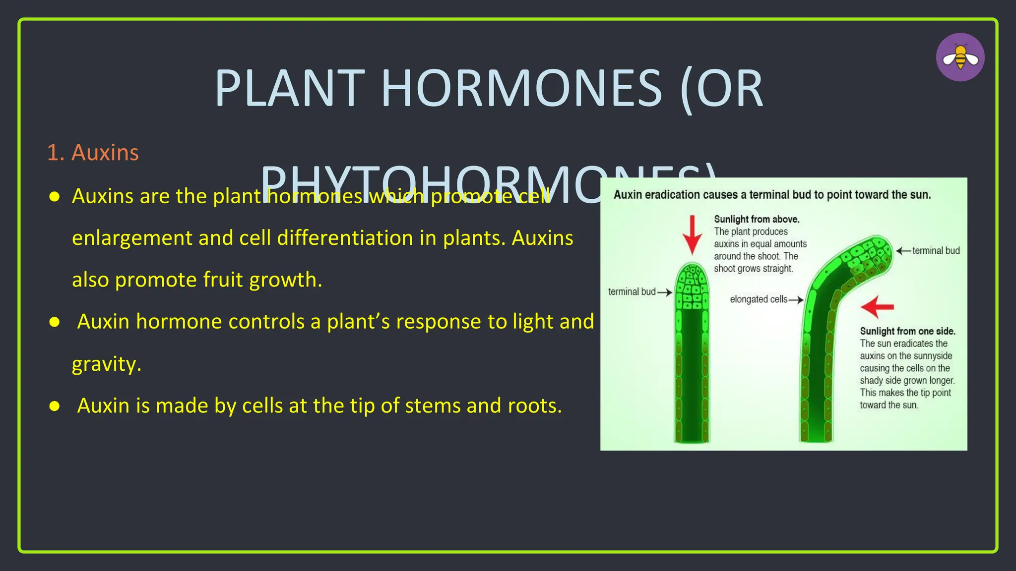 PLANT HORMONES (OR
PHYTOHORMONES)
1. Auxins
● Auxins are the plant hormones which promote cell
enlargement and cell differentiation in plants. Auxins
also promote fruit growth.
● Auxin hormone controls a plant’s response to light and
gravity.
● Auxin is made by cells at the tip of stems and roots.
 