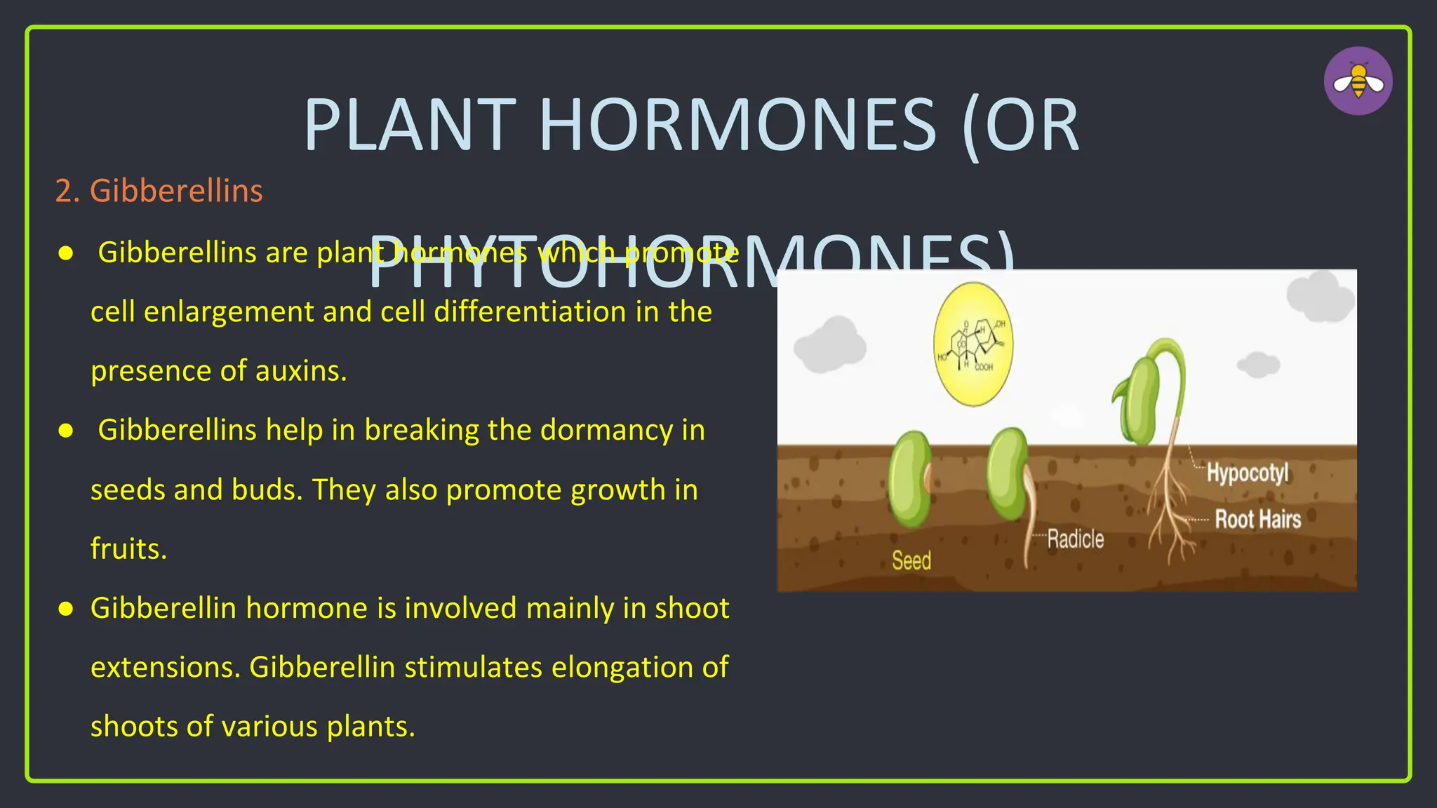 PLANT HORMONES (OR
PHYTOHORMONES)
2. Gibberellins
● Gibberellins are plant hormones which promote
cell enlargement and cell differentiation in the
presence of auxins.
● Gibberellins help in breaking the dormancy in
seeds and buds. They also promote growth in
fruits.
● Gibberellin hormone is involved mainly in shoot
extensions. Gibberellin stimulates elongation of
shoots of various plants.
 