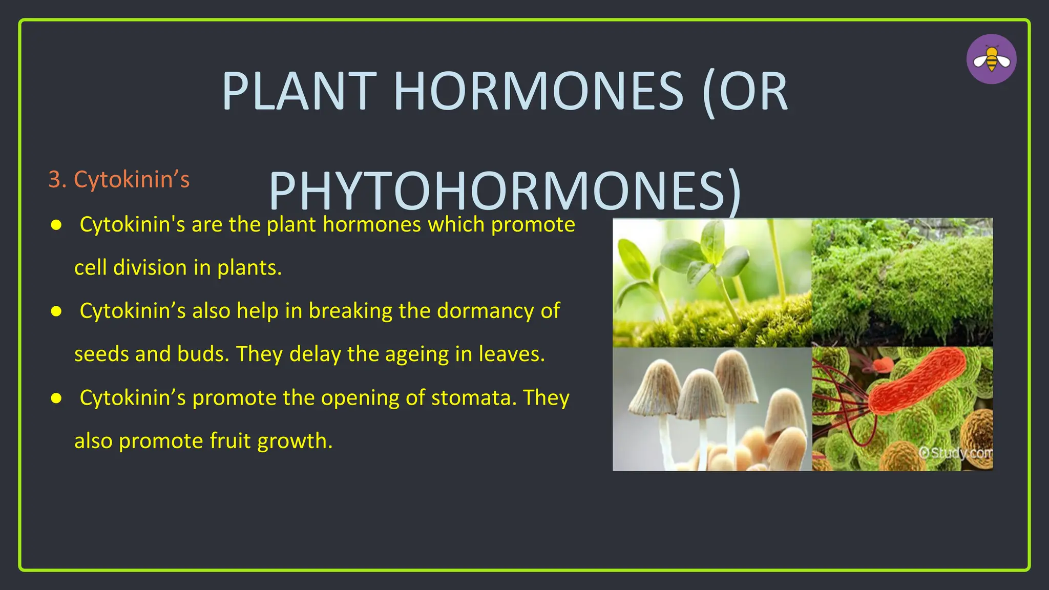 PLANT HORMONES (OR
PHYTOHORMONES)
3. Cytokinin’s
● Cytokinin's are the plant hormones which promote
cell division in plants.
● Cytokinin’s also help in breaking the dormancy of
seeds and buds. They delay the ageing in leaves.
● Cytokinin’s promote the opening of stomata. They
also promote fruit growth.
 