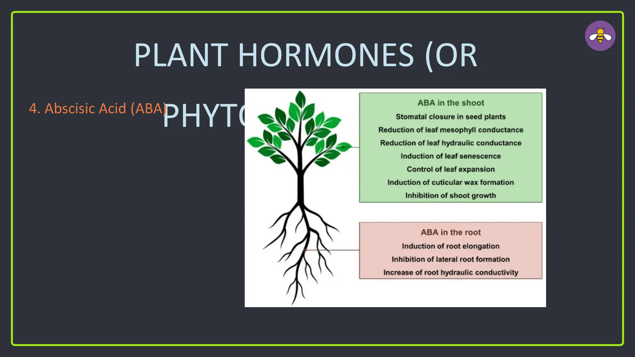 PLANT HORMONES (OR
PHYTOHORMONES)
4. Abscisic Acid (ABA)
 