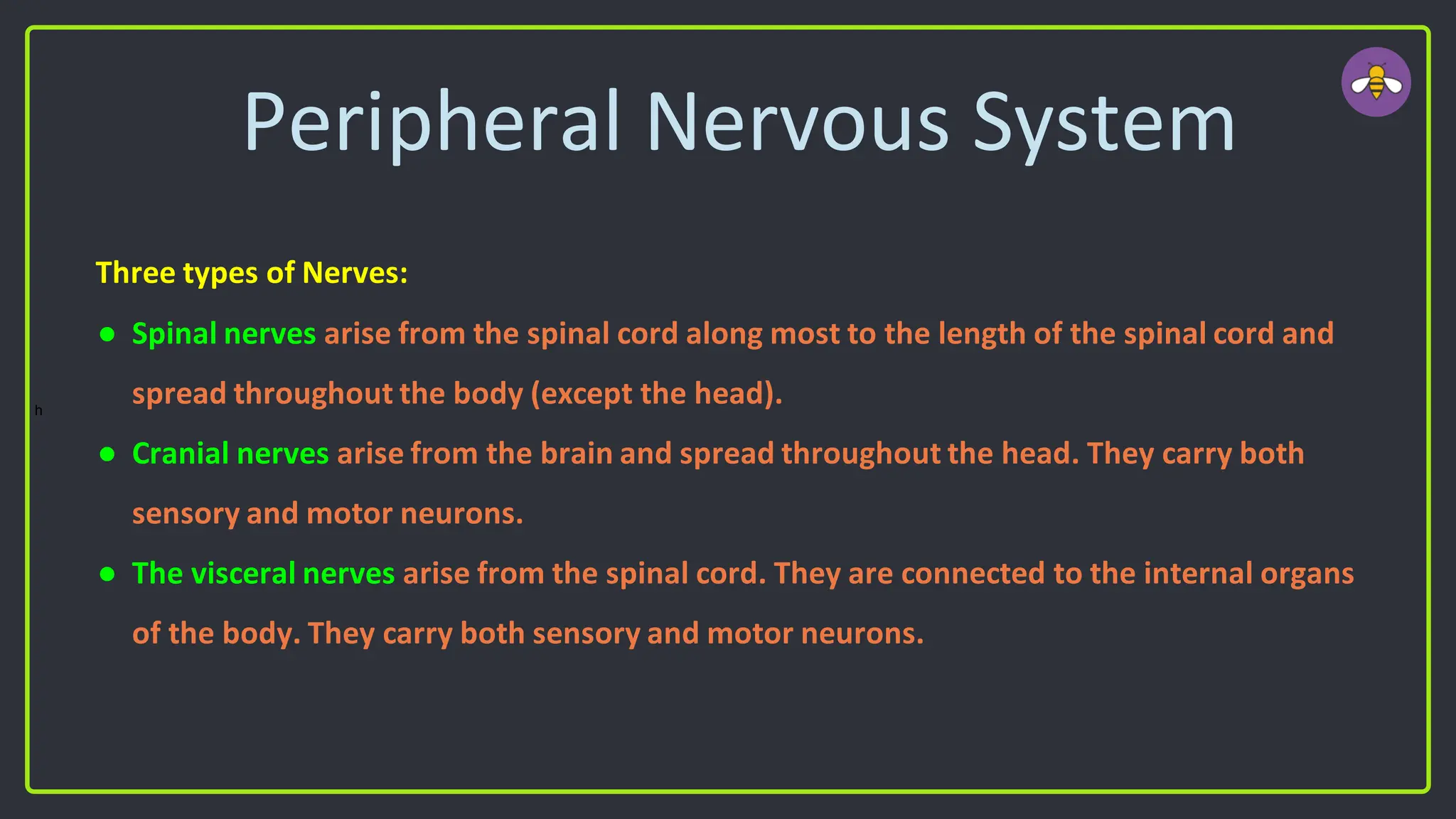 Peripheral Nervous System
Three types of Nerves:
● Spinal nerves arise from the spinal cord along most to the length of the spinal cord and
spread throughout the body (except the head).
● Cranial nerves arise from the brain and spread throughout the head. They carry both
sensory and motor neurons.
● The visceral nerves arise from the spinal cord. They are connected to the internal organs
of the body. They carry both sensory and motor neurons.
h
 