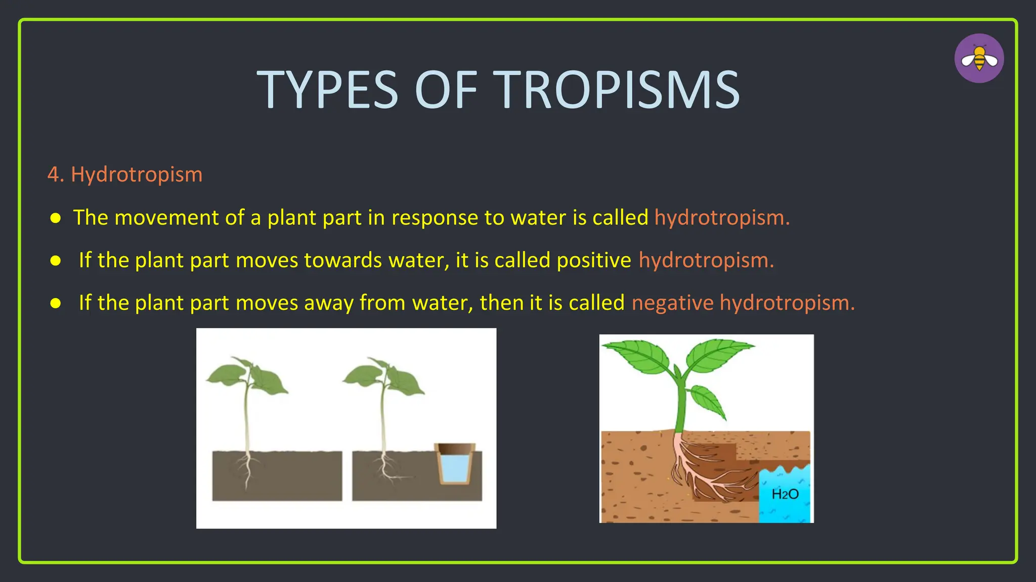 TYPES OF TROPISMS
4. Hydrotropism
● The movement of a plant part in response to water is called hydrotropism.
● If the plant part moves towards water, it is called positive hydrotropism.
● If the plant part moves away from water, then it is called negative hydrotropism.
 