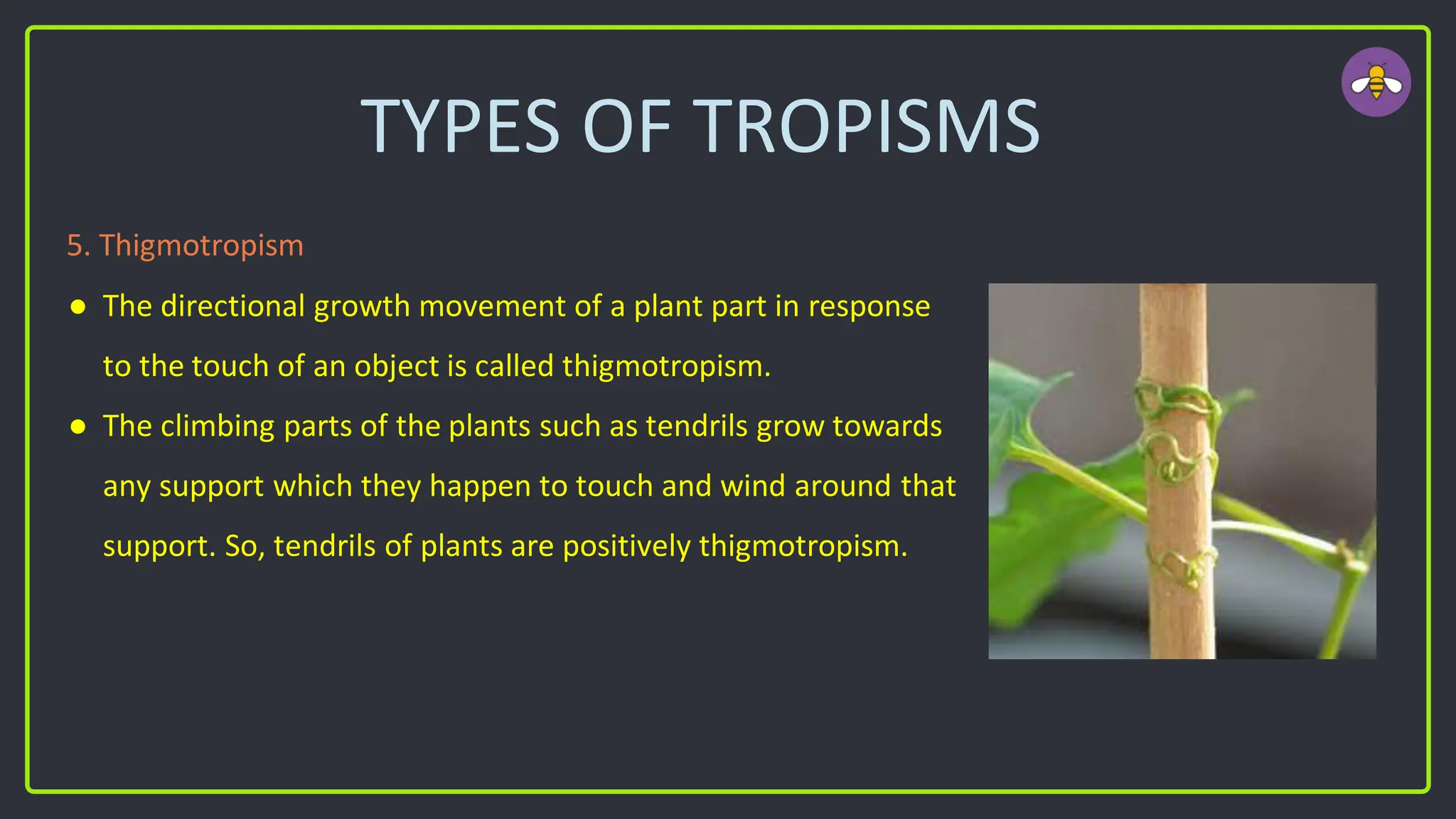 TYPES OF TROPISMS
5. Thigmotropism
● The directional growth movement of a plant part in response
to the touch of an object is called thigmotropism.
● The climbing parts of the plants such as tendrils grow towards
any support which they happen to touch and wind around that
support. So, tendrils of plants are positively thigmotropism.
 