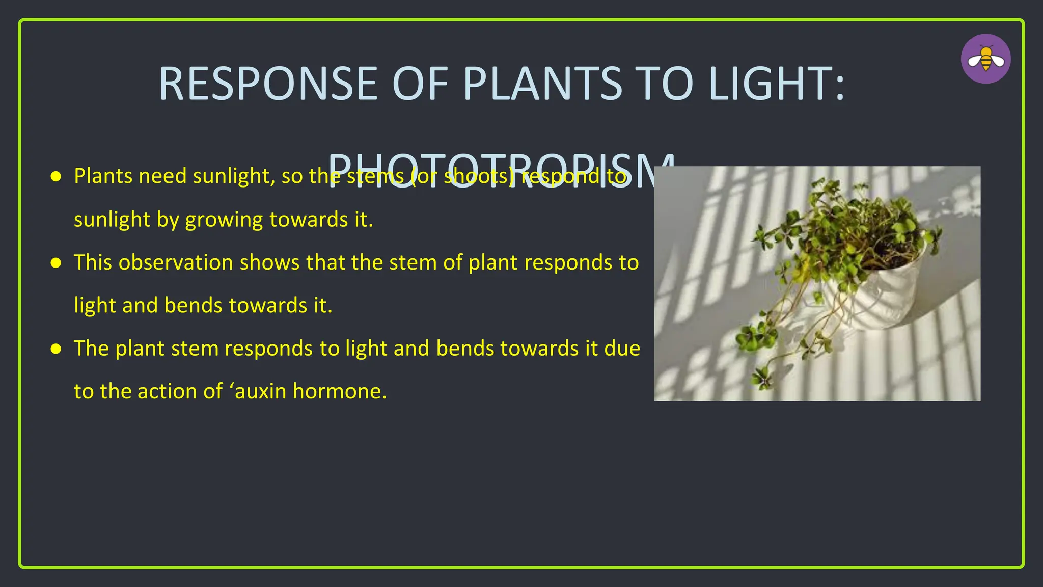 RESPONSE OF PLANTS TO LIGHT:
PHOTOTROPISM
● Plants need sunlight, so the stems (or shoots) respond to
sunlight by growing towards it.
● This observation shows that the stem of plant responds to
light and bends towards it.
● The plant stem responds to light and bends towards it due
to the action of ‘auxin hormone.
 