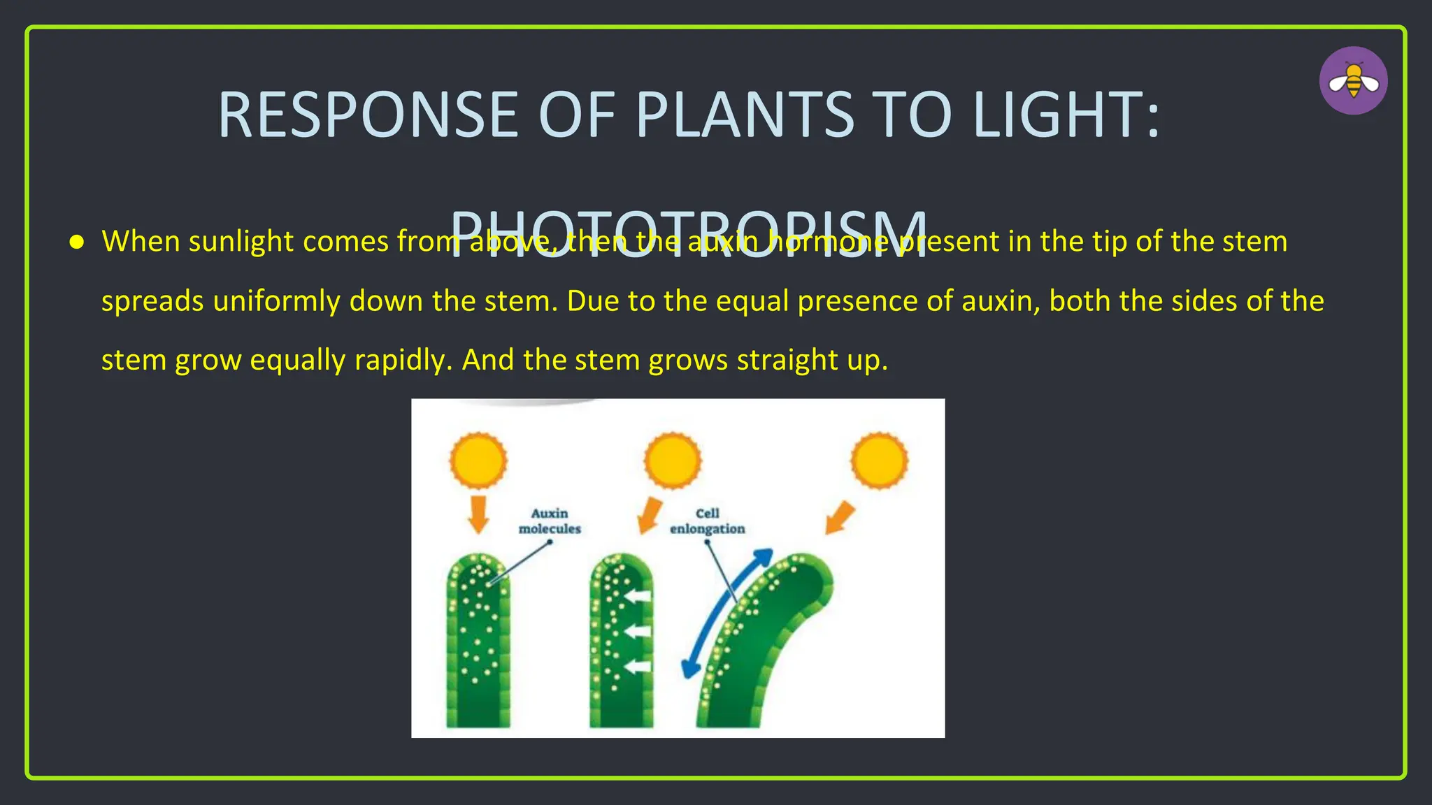 RESPONSE OF PLANTS TO LIGHT:
PHOTOTROPISM
● When sunlight comes from above, then the auxin hormone present in the tip of the stem
spreads uniformly down the stem. Due to the equal presence of auxin, both the sides of the
stem grow equally rapidly. And the stem grows straight up.
 