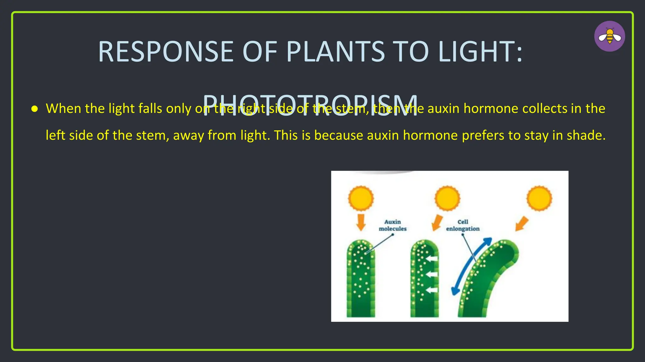RESPONSE OF PLANTS TO LIGHT:
PHOTOTROPISM
● When the light falls only on the right side of the stem, then the auxin hormone collects in the
left side of the stem, away from light. This is because auxin hormone prefers to stay in shade.
 