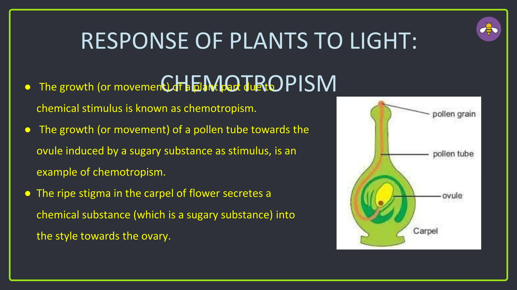RESPONSE OF PLANTS TO LIGHT:
CHEMOTROPISM
● The growth (or movement) of a plant part due to
chemical stimulus is known as chemotropism.
● The growth (or movement) of a pollen tube towards the
ovule induced by a sugary substance as stimulus, is an
example of chemotropism.
● The ripe stigma in the carpel of flower secretes a
chemical substance (which is a sugary substance) into
the style towards the ovary.
 