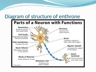 Indanthrone Structure Control and coordination.pptx biology full explanation and desginm able ...