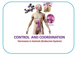 CONTROL AND COORDINATION
Hormones in Animals (Endocrine System)
 