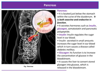 Pancreas
Fig : Pancreas
Pancreas:
• It is located just below the stomach
within the curve of the duodenum. It
is both exocrine and endocrine in
function.
• It secretes hormones such as insulin,
glucagon, somatostatin and pancreatic
polypeptide.
• Insulin: Insulin regulates the sugar
level in our blood.
• Insulin secreted in small amounts
increases the sugar level in our blood
which in turn causes a disease called
diabetes mellitus.
• Glucagon: Its function is to increase
the concentration of glucose in the
bloodstream.
• It causes the liver to convert stored
glycogen into glucose, which is
released in the bloodstream.
 
