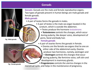 Gonads
Gonads: Gonads are the male and female reproductive organs.
Two types of gonads present in human beings are male gonads and
female gonads.
Male gonads
• A pair of testes forms the gonads in males.
• A pair of testes is the male sex organ located in the
scrotum, which is outside the abdomen.
• Testes produce the hormone testosterone.
• Testosterone controls the changes, which occur
during puberty, like deeper voice, development of
penis, facial and body hair.
Female gonads
• A pair of ovaries forms the gonads in female.
• Ovaries are the female sex organs that lie one on
either side of the abdominal cavity. Ovaries
produce two hormones, namely, oestrogen and
progesterone. • Oestrogen controls the changes that occur
during puberty, like feminine voice, soft skin and
development in mammary glands.
• Progesterone controls the uterine changes in the
menstrual cycle, and helps in the maintenance of pregnancy.
Fig : Female gonads
Fig : Male gonads
 