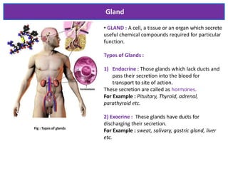 Gland
• GLAND : A cell, a tissue or an organ which secrete
useful chemical compounds required for particular
function.
Types of Glands :
1) Endocrine : Those glands which lack ducts and
pass their secretion into the blood for
transport to site of action.
These secretion are called as hormones.
For Example : Pituitary, Thyroid, adrenal,
parathyroid etc.
2) Exocrine : These glands have ducts for
discharging their secretion.
For Example : sweat, salivary, gastric gland, liver
etc.
Fig : Types of glands
 