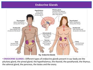 Endocrine Glands
Fig : Endocrine Glands
• ENDOCRINE GLANDS : Different types of endocrine glands present in our body are the
pituitary gland, the pineal gland, the hypothalamus, the thyroid, the parathyroid, the thymus,
the adrenal gland, the pancreas, the testes and the ovary.
 