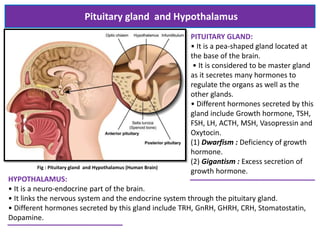 Pituitary gland and Hypothalamus
Fig : Pituitary gland and Hypothalamus (Human Brain)
HYPOTHALAMUS:
• It is a neuro-endocrine part of the brain.
• It links the nervous system and the endocrine system through the pituitary gland.
• Different hormones secreted by this gland include TRH, GnRH, GHRH, CRH, Stomatostatin,
Dopamine.
PITUITARY GLAND:
• It is a pea-shaped gland located at
the base of the brain.
• It is considered to be master gland
as it secretes many hormones to
regulate the organs as well as the
other glands.
• Different hormones secreted by this
gland include Growth hormone, TSH,
FSH, LH, ACTH, MSH, Vasopressin and
Oxytocin.
(1) Dwarfism : Deficiency of growth
hormone.
(2) Gigantism : Excess secretion of
growth hormone.
 