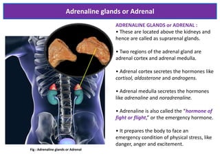 Adrenaline glands or Adrenal
Fig : Adrenaline glands or Adrenal
ADRENALINE GLANDS or ADRENAL :
• These are located above the kidneys and
hence are called as suprarenal glands.
• Two regions of the adrenal gland are
adrenal cortex and adrenal medulla.
• Adrenal cortex secretes the hormones like
cortisol, aldosterone and androgens.
• Adrenal medulla secretes the hormones
like adrenaline and noradrenaline.
• Adrenaline is also called the “hormone of
fight or flight,” or the emergency hormone.
• It prepares the body to face an
emergency condition of physical stress, like
danger, anger and excitement.
 