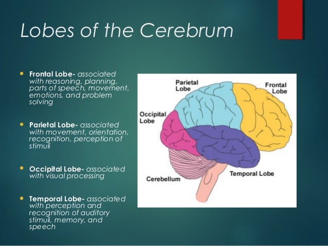 what part of the brain controls visual processing what part of the brain controls visual processing