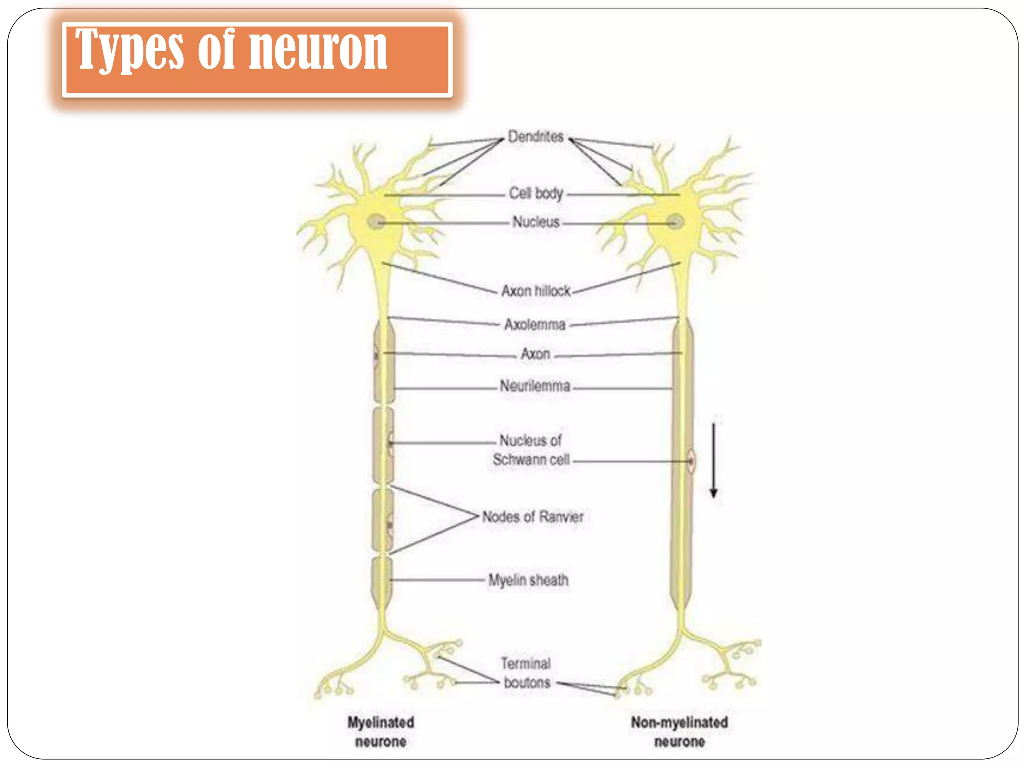 Types of neuron
 