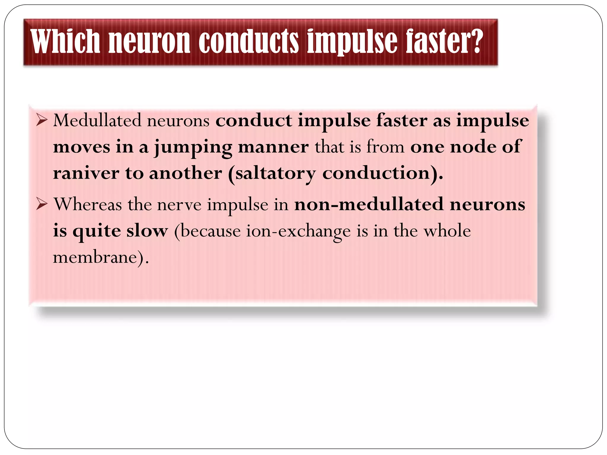 Which neuron conducts impulse faster?
 Medullated neurons conduct impulse faster as impulse
moves in a jumping manner that is from one node of
raniver to another (saltatory conduction).
 Whereas the nerve impulse in non-medullated neurons
is quite slow (because ion-exchange is in the whole
membrane).
 