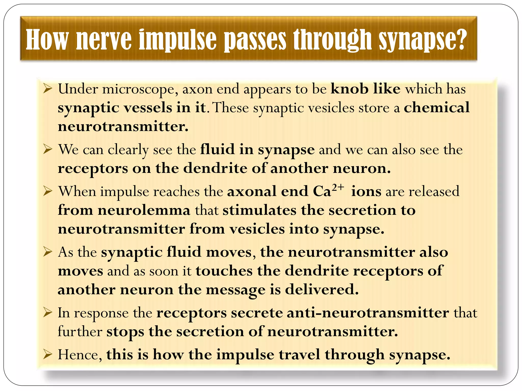 How nerve impulse passes through synapse?
 Under microscope, axon end appears to be knob like which has
synaptic vessels in it.These synaptic vesicles store a chemical
neurotransmitter.
 We can clearly see the fluid in synapse and we can also see the
receptors on the dendrite of another neuron.
 When impulse reaches the axonal end Ca2+ ions are released
from neurolemma that stimulates the secretion to
neurotransmitter from vesicles into synapse.
 As the synaptic fluid moves, the neurotransmitter also
moves and as soon it touches the dendrite receptors of
another neuron the message is delivered.
 In response the receptors secrete anti-neurotransmitter that
further stops the secretion of neurotransmitter.
 Hence, this is how the impulse travel through synapse.
 