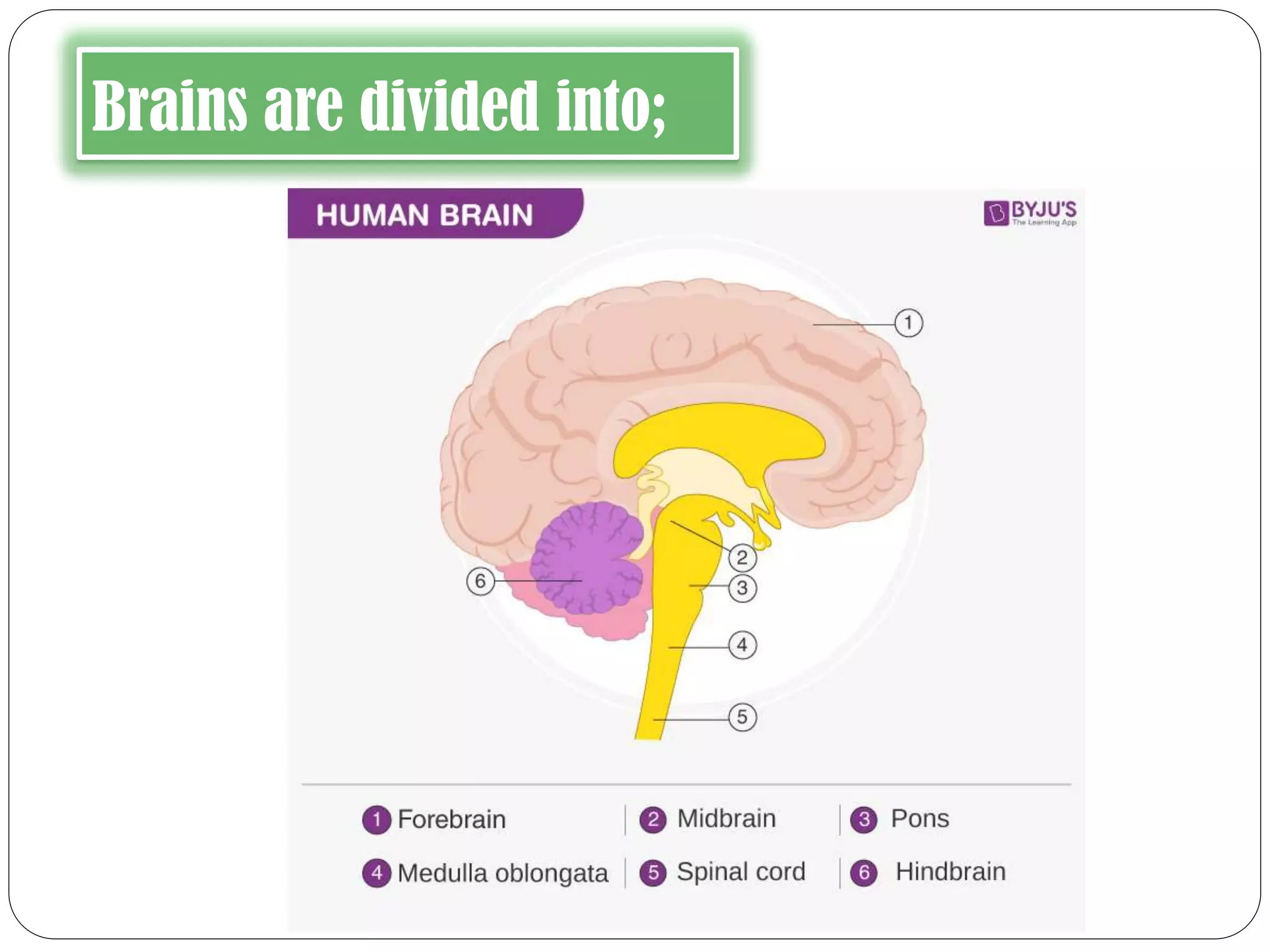 Brains are divided into;
 