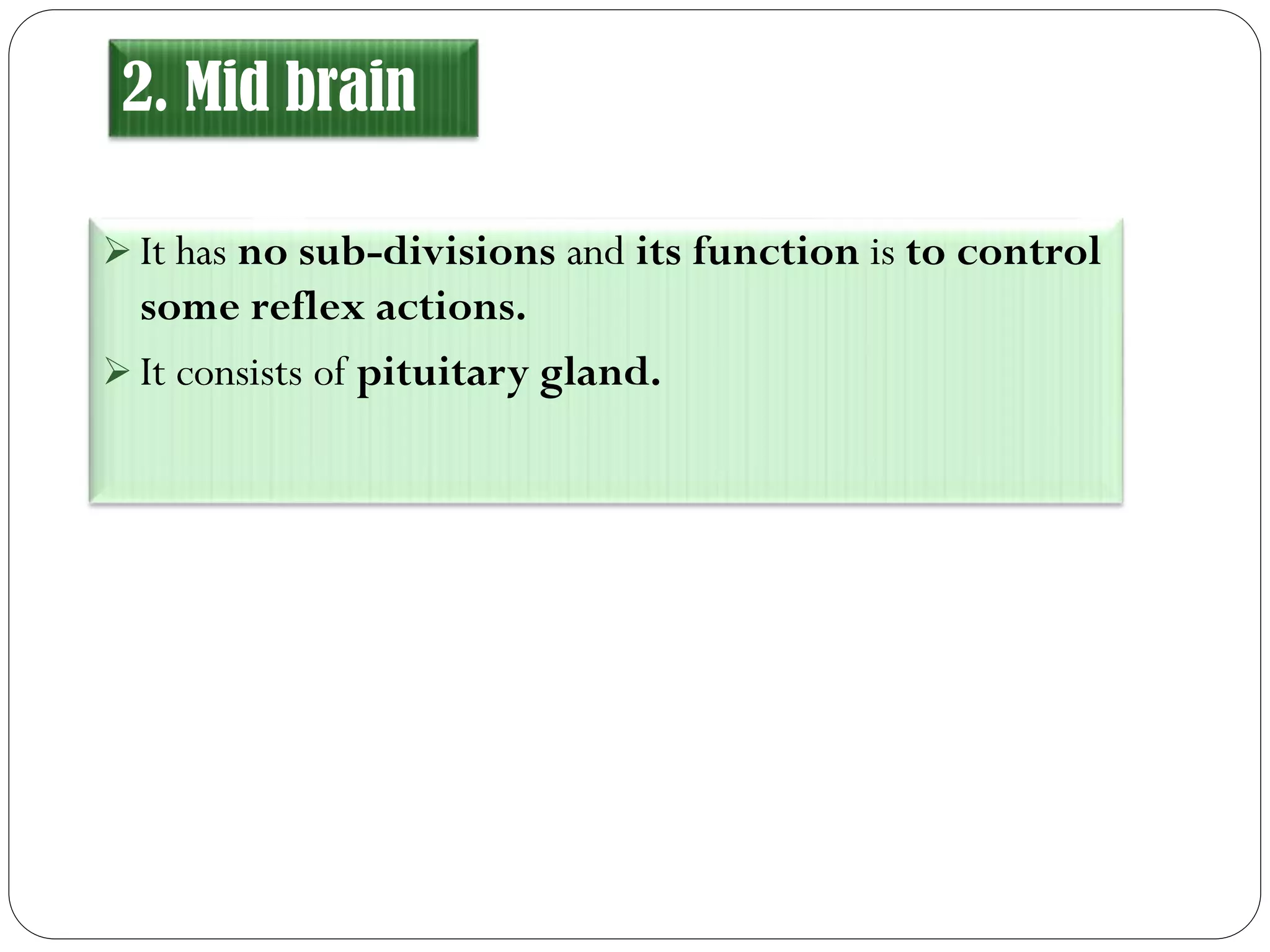 2. Mid brain
 It has no sub-divisions and its function is to control
some reflex actions.
 It consists of pituitary gland.
 