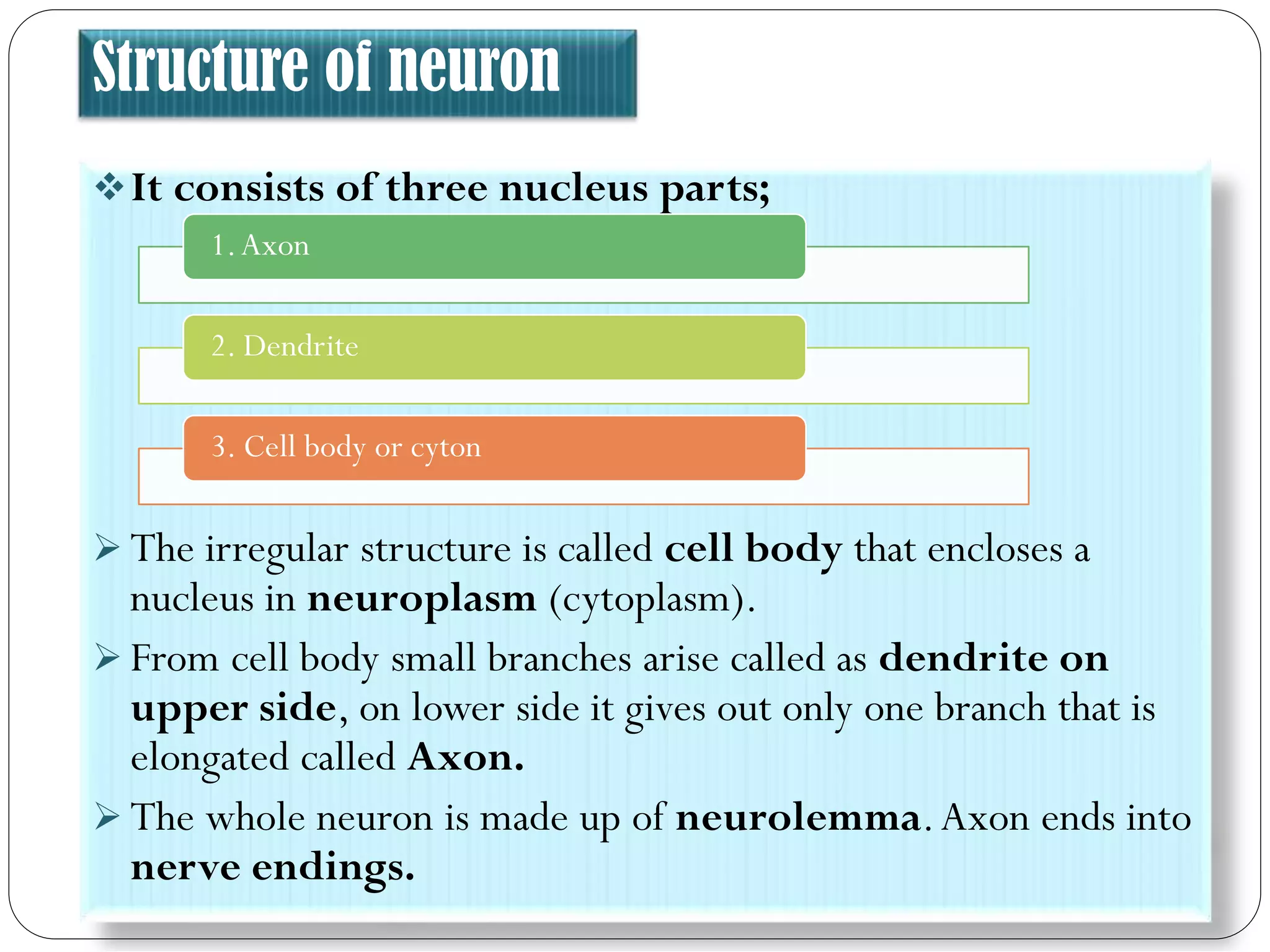 Structure of neuron
It consists of three nucleus parts;
 The irregular structure is called cell body that encloses a
nucleus in neuroplasm (cytoplasm).
 From cell body small branches arise called as dendrite on
upper side, on lower side it gives out only one branch that is
elongated called Axon.
 The whole neuron is made up of neurolemma.Axon ends into
nerve endings.
1.Axon
2. Dendrite
3. Cell body or cyton
 