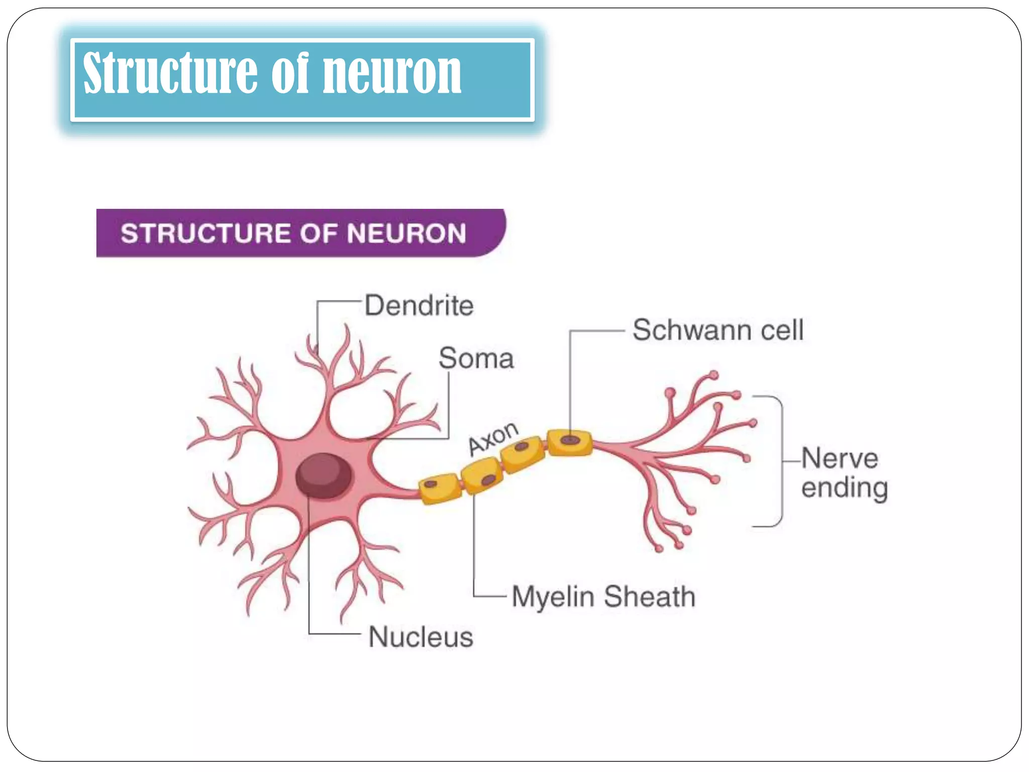 Structure of neuron
 