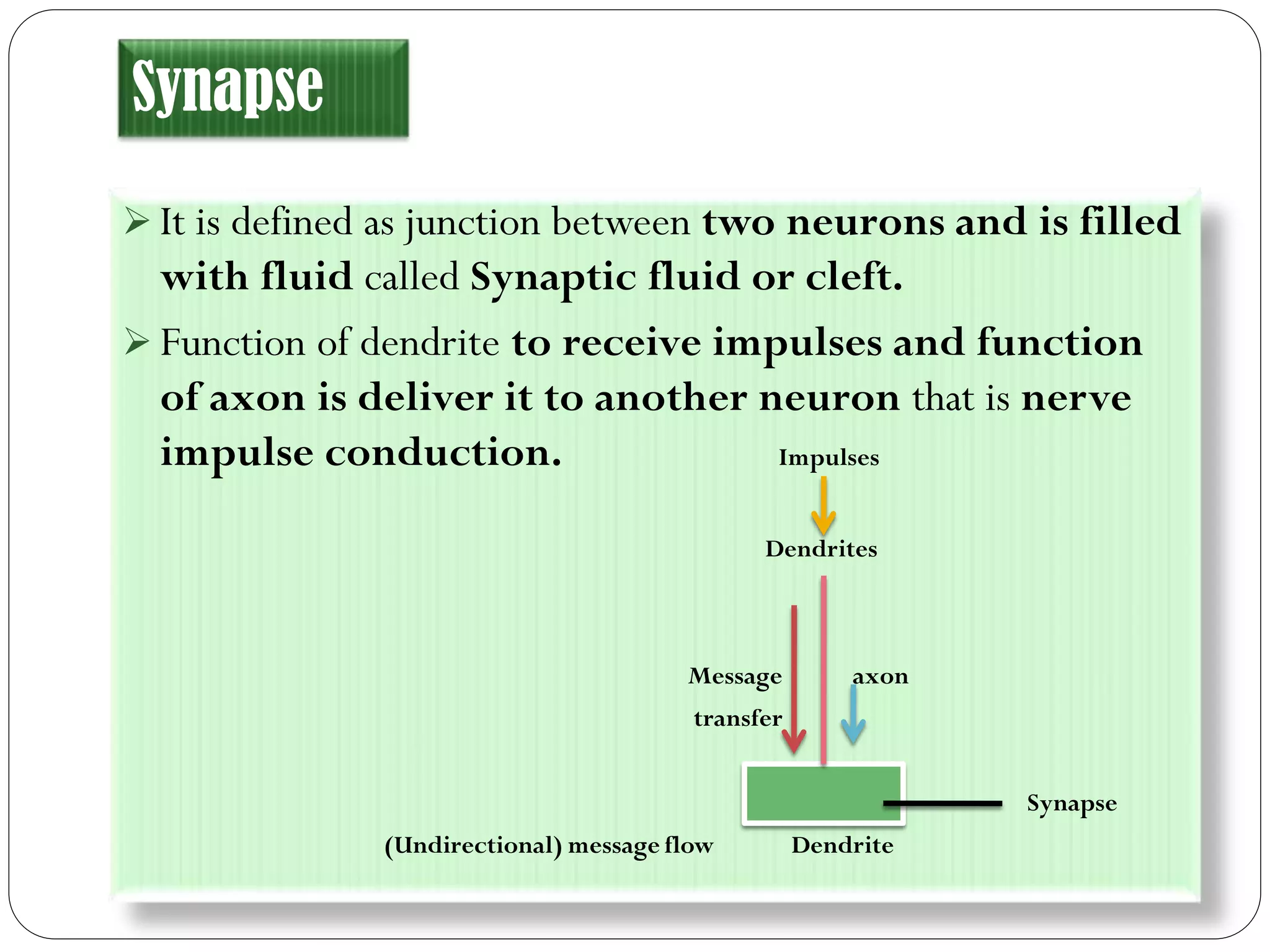 Synapse
 It is defined as junction between two neurons and is filled
with fluid called Synaptic fluid or cleft.
 Function of dendrite to receive impulses and function
of axon is deliver it to another neuron that is nerve
impulse conduction. Impulses
Dendrites
Message axon
transfer
Synapse
(Undirectional) message flow Dendrite
 