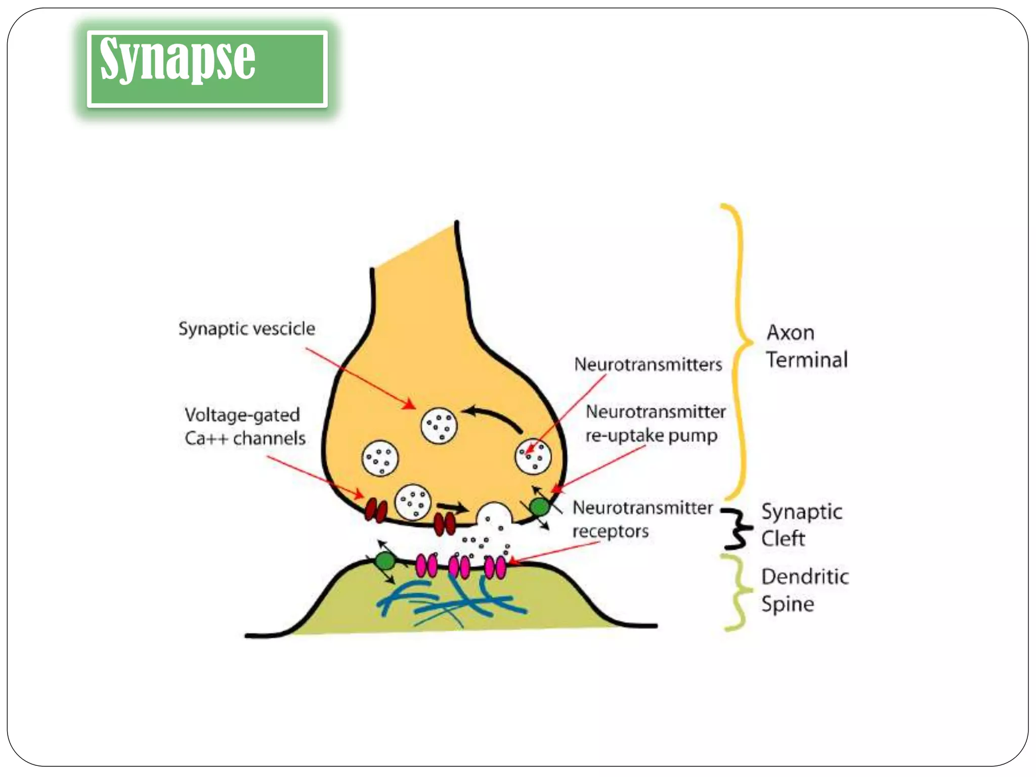 Synapse
 