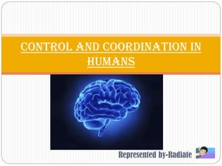 Represented by-Radiate
Control and Coordination in
humans
 