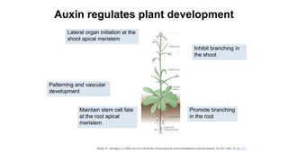 Control and coordination in plants by Dr. T.V. Preethi | PDF