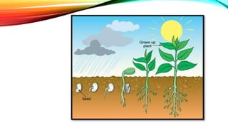 Spring Cordination Control and coordination in plants | PDF