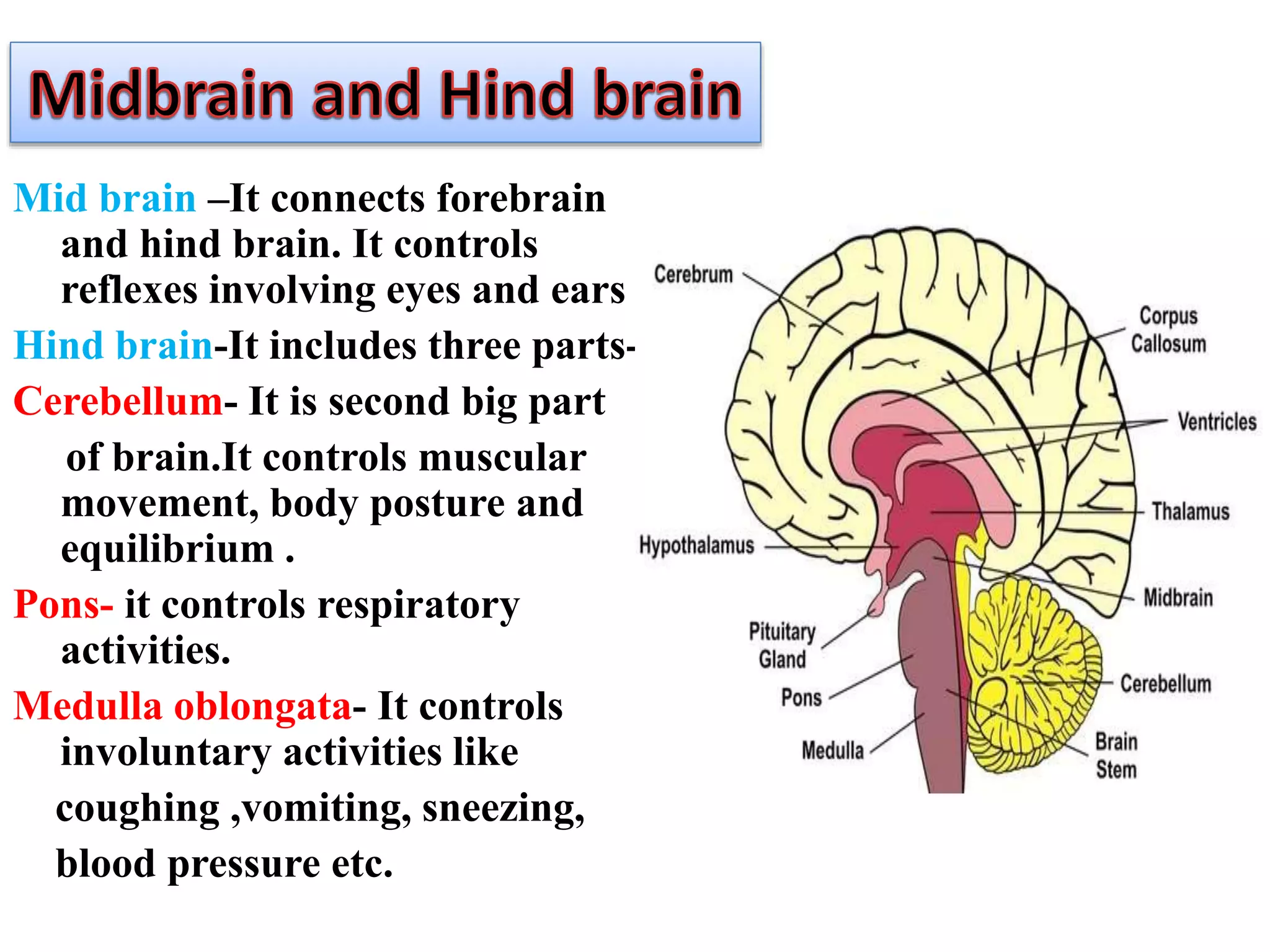 Mid brain –It connects forebrain
and hind brain. It controls
reflexes involving eyes and ears .
Hind brain-It includes three parts-
Cerebellum- It is second big part
of brain.It controls muscular
movement, body posture and
equilibrium .
Pons- it controls respiratory
activities.
Medulla oblongata- It controls
involuntary activities like
coughing ,vomiting, sneezing,
blood pressure etc.
 