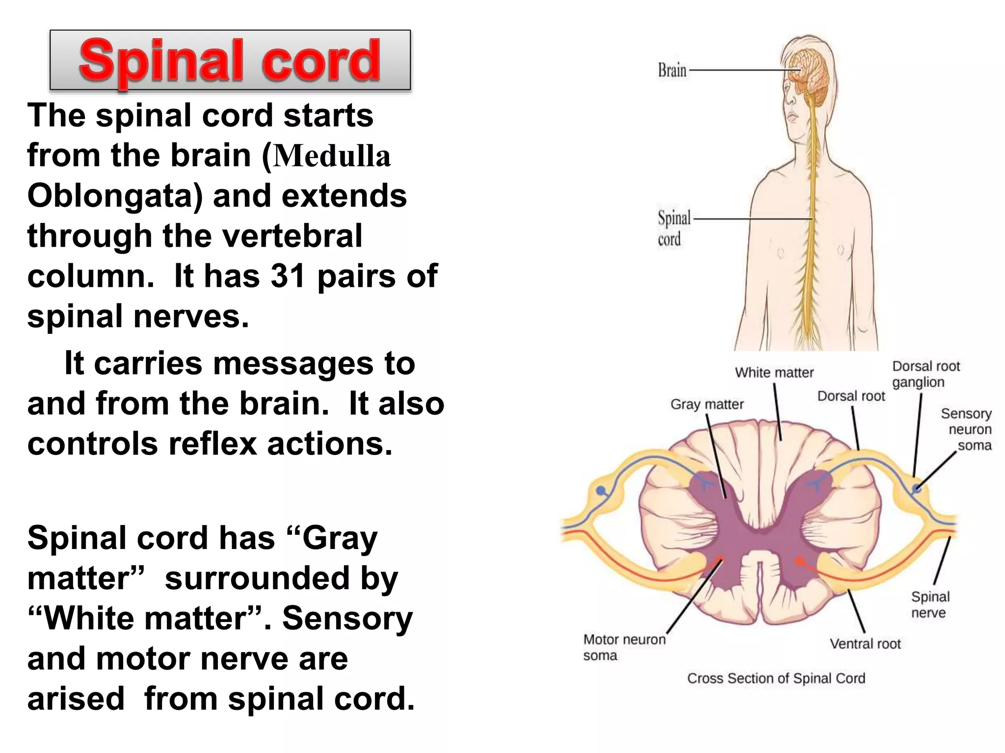 The spinal cord starts
from the brain (Medulla
Oblongata) and extends
through the vertebral
column. It has 31 pairs of
spinal nerves.
It carries messages to
and from the brain. It also
controls reflex actions.
Spinal cord has “Gray
matter” surrounded by
“White matter”. Sensory
and motor nerve are
arised from spinal cord.
 