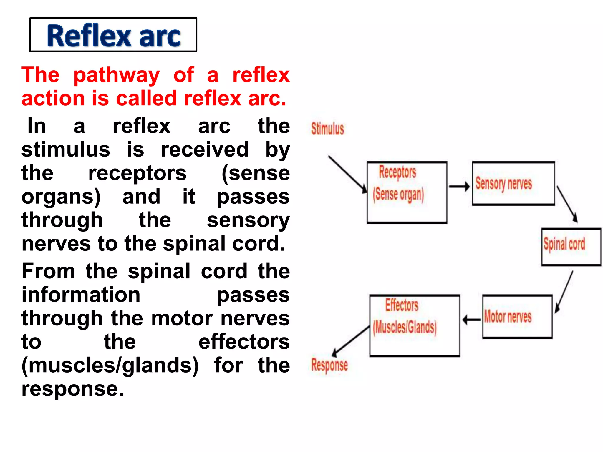 The pathway of a reflex
action is called reflex arc.
In a reflex arc the
stimulus is received by
the receptors (sense
organs) and it passes
through the sensory
nerves to the spinal cord.
From the spinal cord the
information passes
through the motor nerves
to the effectors
(muscles/glands) for the
response.
 