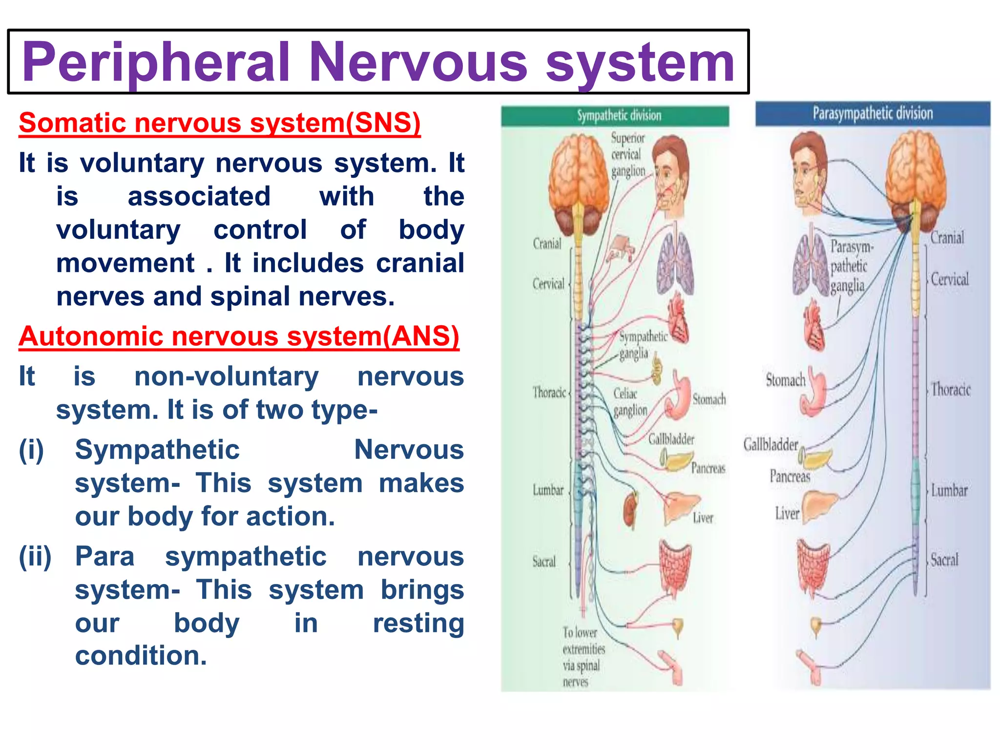 Peripheral Nervous system
Somatic nervous system(SNS)
It is voluntary nervous system. It
is associated with the
voluntary control of body
movement . It includes cranial
nerves and spinal nerves.
Autonomic nervous system(ANS)
It is non-voluntary nervous
system. It is of two type-
(i) Sympathetic Nervous
system- This system makes
our body for action.
(ii) Para sympathetic nervous
system- This system brings
our body in resting
condition.
 