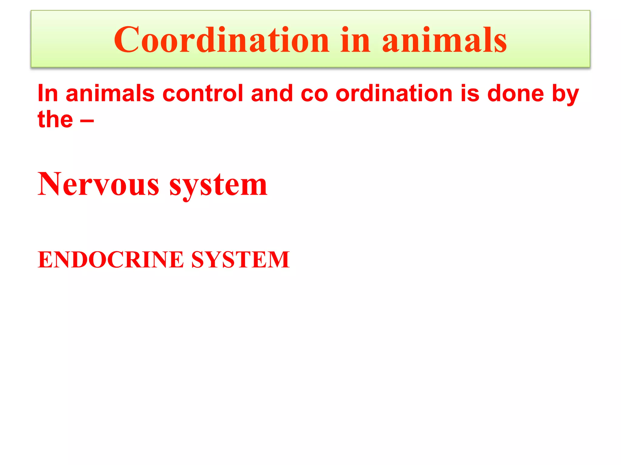 Coordination in animals
In animals control and co ordination is done by
the –
Nervous system
ENDOCRINE SYSTEM
 