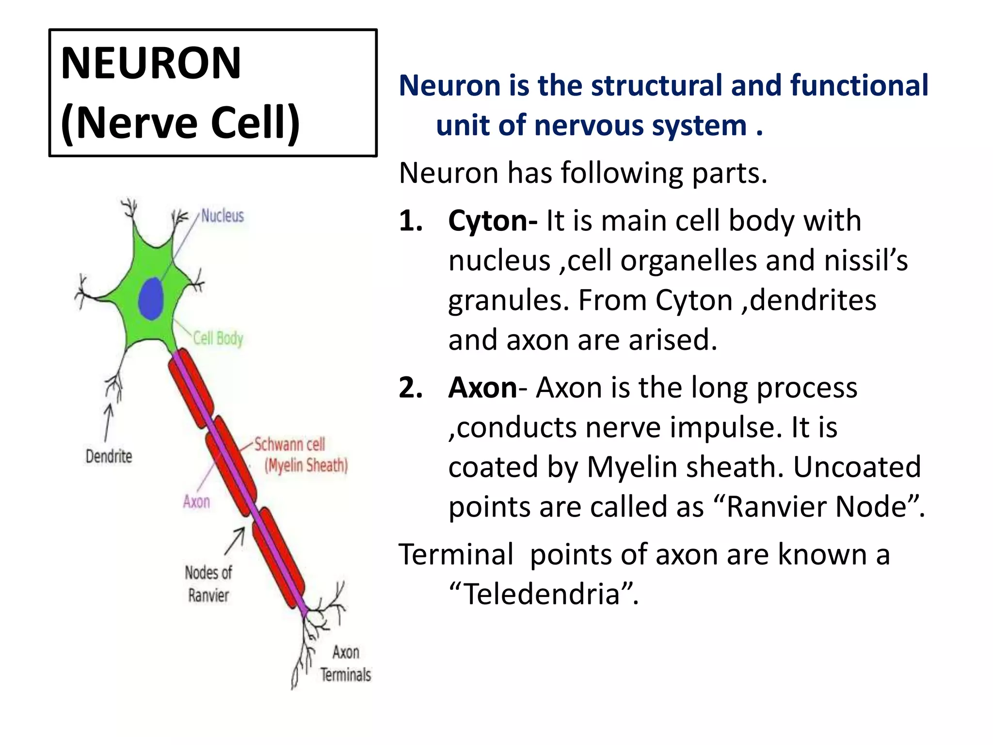 NEURON
(Nerve Cell)
Neuron is the structural and functional
unit of nervous system .
Neuron has following parts.
1. Cyton- It is main cell body with
nucleus ,cell organelles and nissil’s
granules. From Cyton ,dendrites
and axon are arised.
2. Axon- Axon is the long process
,conducts nerve impulse. It is
coated by Myelin sheath. Uncoated
points are called as “Ranvier Node”.
Terminal points of axon are known a
“Teledendria”.
 