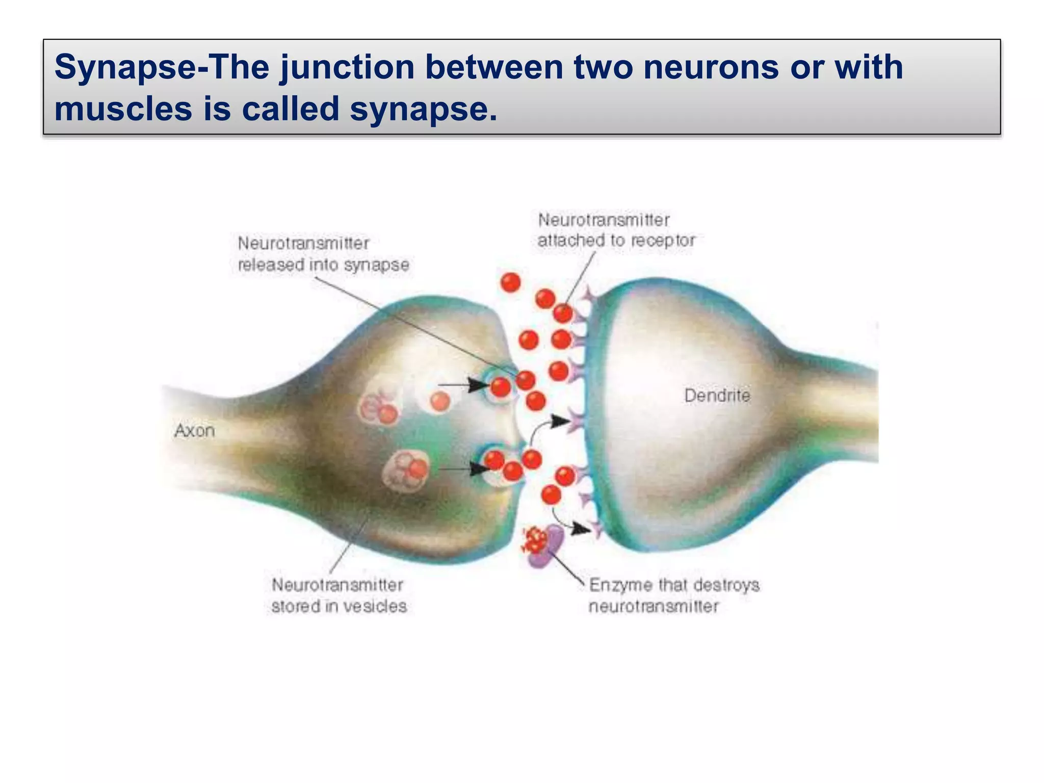 Synapse-The junction between two neurons or with
muscles is called synapse.
 