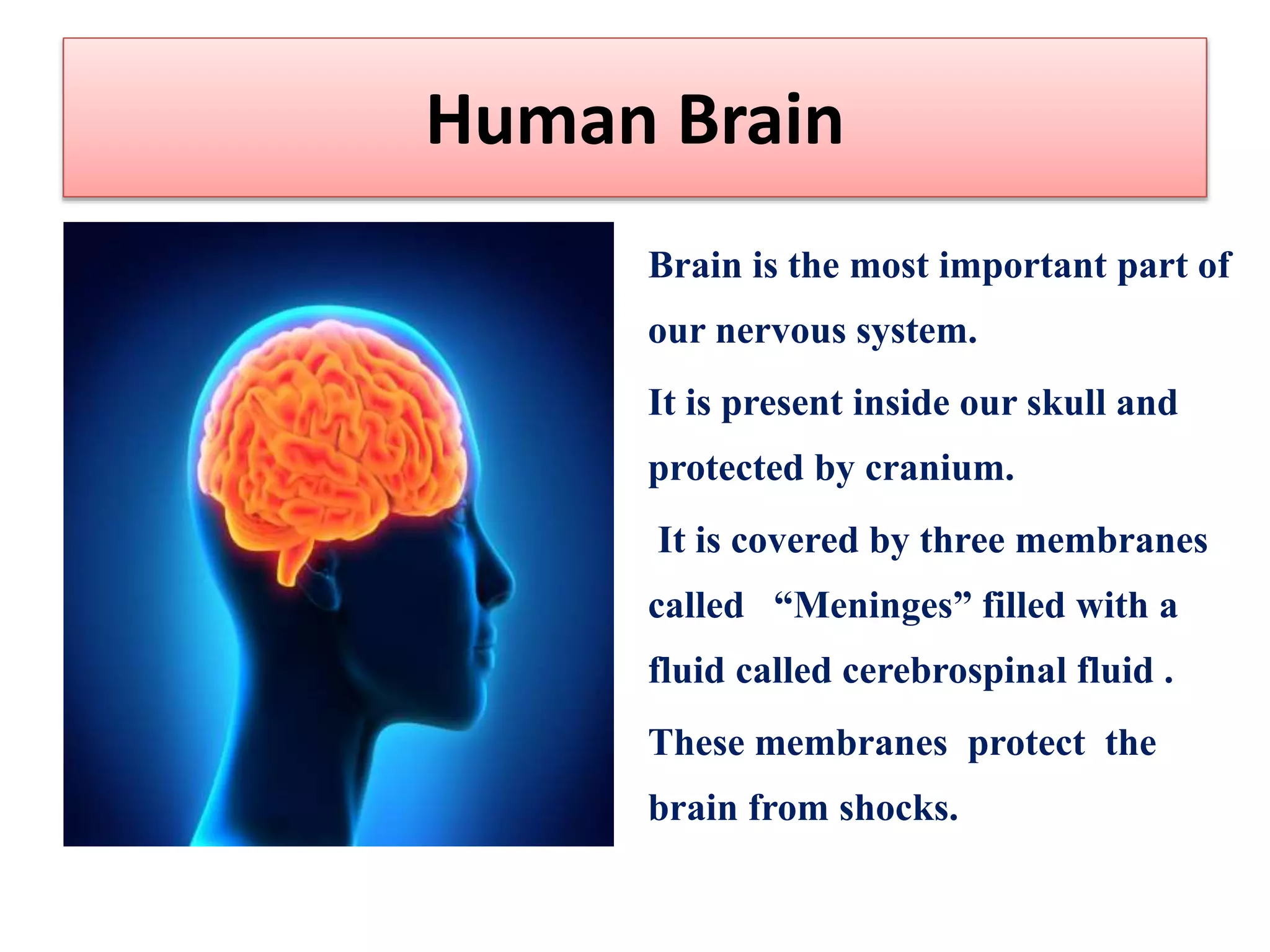Human Brain
Brain is the most important part of
our nervous system.
It is present inside our skull and
protected by cranium.
It is covered by three membranes
called “Meninges” filled with a
fluid called cerebrospinal fluid .
These membranes protect the
brain from shocks.
 