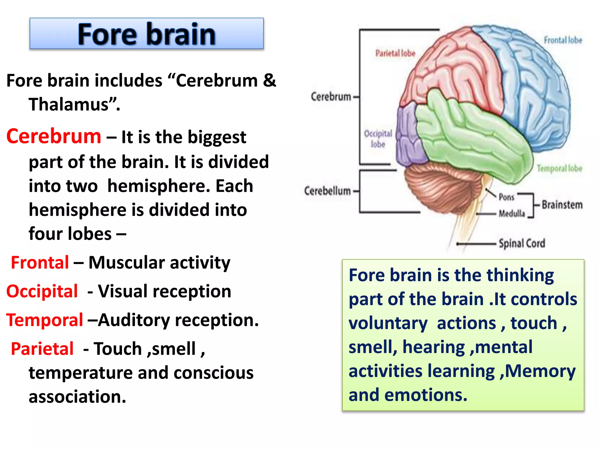 Fore brain includes “Cerebrum &
Thalamus”.
Cerebrum – It is the biggest
part of the brain. It is divided
into two hemisphere. Each
hemisphere is divided into
four lobes –
Frontal – Muscular activity
Occipital - Visual reception
Temporal –Auditory reception.
Parietal - Touch ,smell ,
temperature and conscious
association.
Fore brain is the thinking
part of the brain .It controls
voluntary actions , touch ,
smell, hearing ,mental
activities learning ,Memory
and emotions.
 