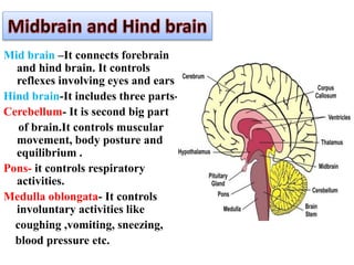Mid brain –It connects forebrain
and hind brain. It controls
reflexes involving eyes and ears .
Hind brain-It includes three parts-
Cerebellum- It is second big part
of brain.It controls muscular
movement, body posture and
equilibrium .
Pons- it controls respiratory
activities.
Medulla oblongata- It controls
involuntary activities like
coughing ,vomiting, sneezing,
blood pressure etc.
 