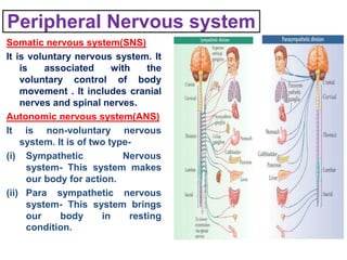 Peripheral Nervous system
Somatic nervous system(SNS)
It is voluntary nervous system. It
is associated with the
voluntary control of body
movement . It includes cranial
nerves and spinal nerves.
Autonomic nervous system(ANS)
It is non-voluntary nervous
system. It is of two type-
(i) Sympathetic Nervous
system- This system makes
our body for action.
(ii) Para sympathetic nervous
system- This system brings
our body in resting
condition.
 