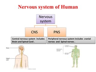 Nervous system of Human
Nervous
system
CNS PNS
Central nervous system includes
Brain and Spinal Cord .
Peripheral nervous system includes cranial
nerves and Spinal nerves .
 