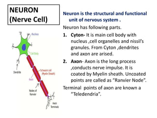 NEURON
(Nerve Cell)
Neuron is the structural and functional
unit of nervous system .
Neuron has following parts.
1. Cyton- It is main cell body with
nucleus ,cell organelles and nissil’s
granules. From Cyton ,dendrites
and axon are arised.
2. Axon- Axon is the long process
,conducts nerve impulse. It is
coated by Myelin sheath. Uncoated
points are called as “Ranvier Node”.
Terminal points of axon are known a
“Teledendria”.
 