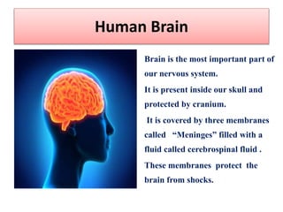 Human Brain
Brain is the most important part of
our nervous system.
It is present inside our skull and
protected by cranium.
It is covered by three membranes
called “Meninges” filled with a
fluid called cerebrospinal fluid .
These membranes protect the
brain from shocks.
 
