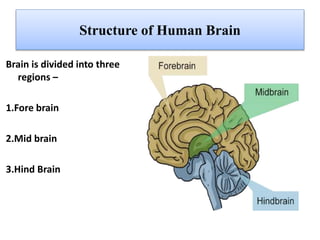 Structure of Human Brain
Brain is divided into three
regions –
1.Fore brain
2.Mid brain
3.Hind Brain
 
