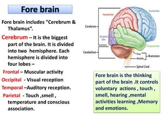 Fore brain includes “Cerebrum &
Thalamus”.
Cerebrum – It is the biggest
part of the brain. It is divided
into two hemisphere. Each
hemisphere is divided into
four lobes –
Frontal – Muscular activity
Occipital - Visual reception
Temporal –Auditory reception.
Parietal - Touch ,smell ,
temperature and conscious
association.
Fore brain is the thinking
part of the brain .It controls
voluntary actions , touch ,
smell, hearing ,mental
activities learning ,Memory
and emotions.
 